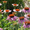 L' échinacée - Echinacea angustifolia