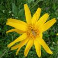 Le Séneçon doronic - Senecio doronicum