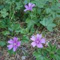 La Mauve - Malva neglecta