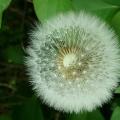 Le pissenlit - Taraxacum officinalis