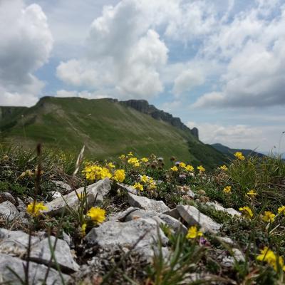 Sorties-ateliers : nature et sens