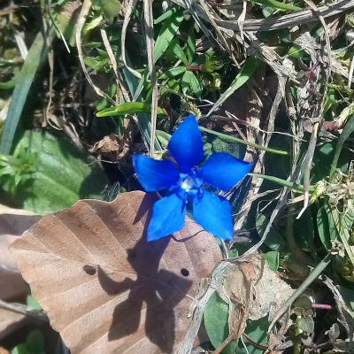 Plantes et huiles essentielles