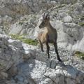 Bouquetin des Alpes - Le Grand Veymont Vercors