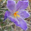 Le crocus printanier - crocus vernus