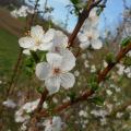 Arbre fruitier en fleurs