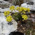 La drave faux aïzoon - Draba aizoides