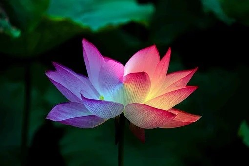 Fleur de lotus