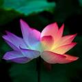 Fleur de lotus